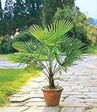 BALDUR Garten Winterharte Kübel-Palmen 1 Pflanze, Chinesische Hanfpalme Freilandpalme...