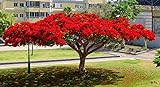 Flammenbaum, SELTENE rote PRACHTBLÜTE, exotische Pflanze, 5 Samen, SUPER !!