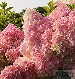 Rispenhortensie Vanille Fraise® 60-80cm - Hydrangea paniculata