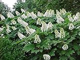 Oakleaf Hydrangea, Hydrangea Quercifolia, 50 Samen