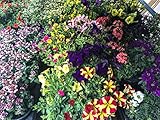 Sommerblumen bunter Mix, 8 schöne Beet & Balkon Pflanzen (z.B Schneeflockenblume, Zauberglöckchen,...