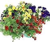 Sommer Blumen Set Nr.1, 3 bunte Beet und Balkonblumen (z.b. Zauberglöckchen, Verbenen, Mini...