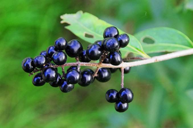 Liguster Beeren