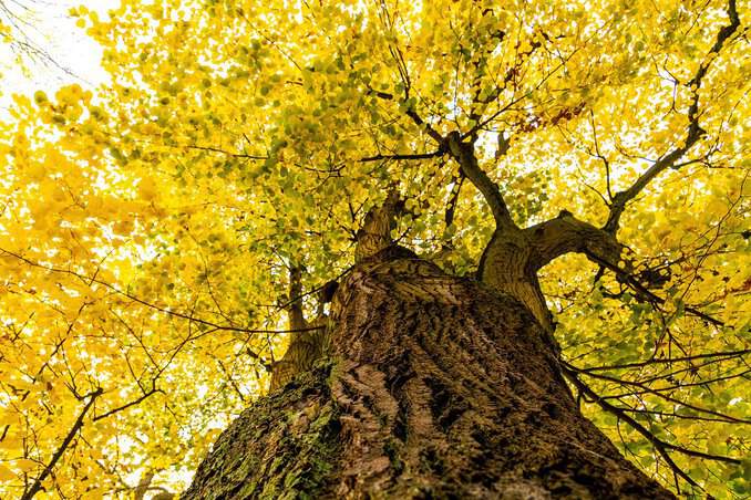 Lindenbaum im Herbst