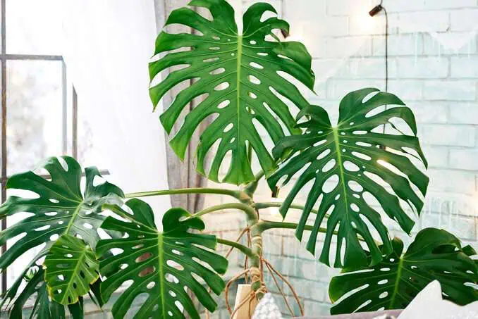 Philodendron